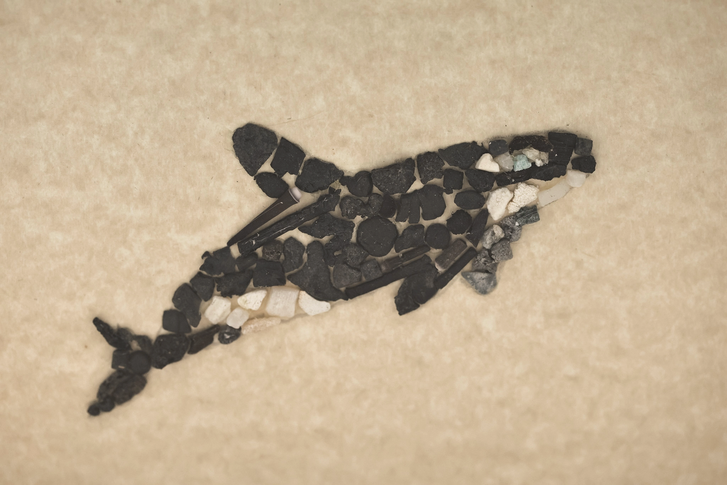 ORCA SHADOWBOX